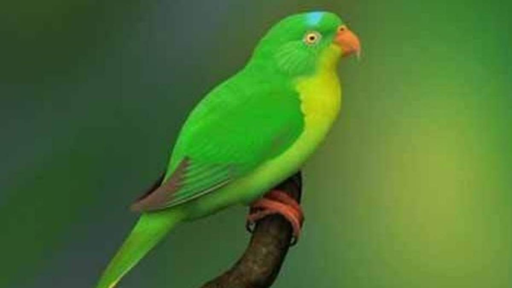 inilah-perkici-buru,-burung-misterius-endemik-pulau-buru