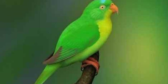 inilah-perkici-buru,-burung-misterius-endemik-pulau-buru