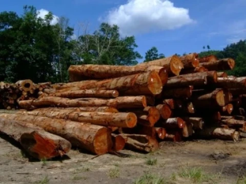 cabut-izin-perusahaan-di-sumatra-dinilai-gimik-dan-berpotensi-perparah-kerusakan-hutan
