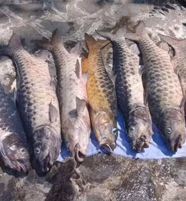 kajian-ipb-terkait-kematian-massal-ikan-dewa-di-kuningan