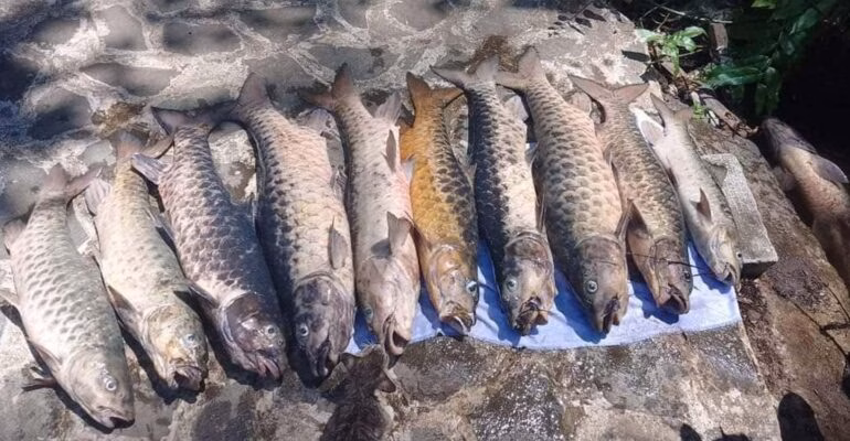 kajian-ipb-terkait-kematian-massal-ikan-dewa-di-kuningan