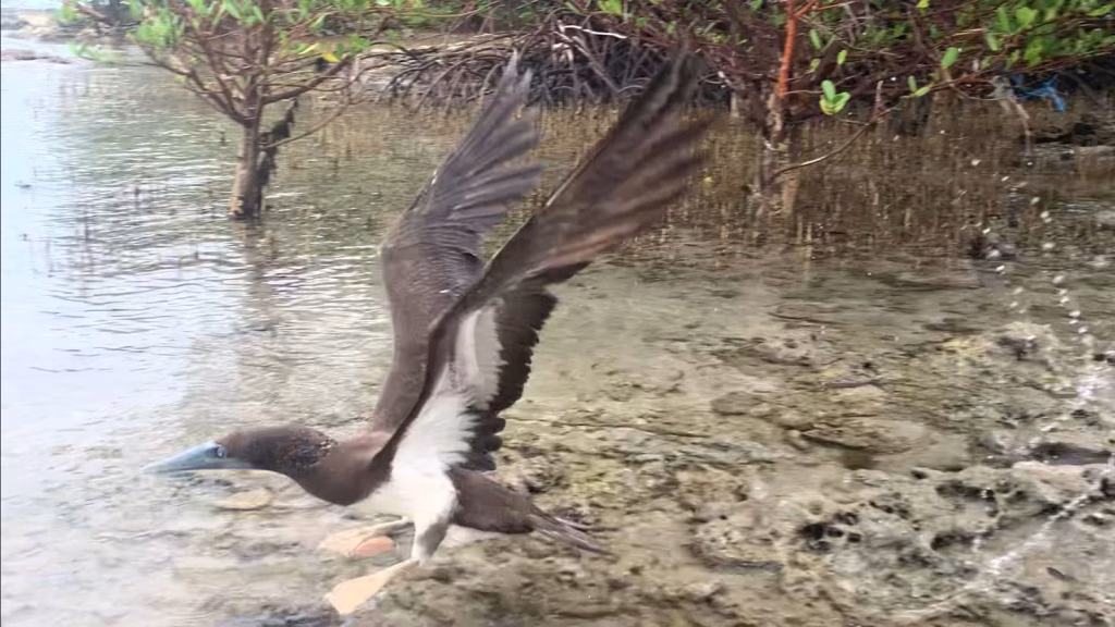 ditemukan-saat-kondisi-buruk,-burung-angsabatu-coklat-kini-mampu-kembali-terbang