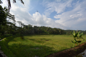 ketemunya-malah-sawah