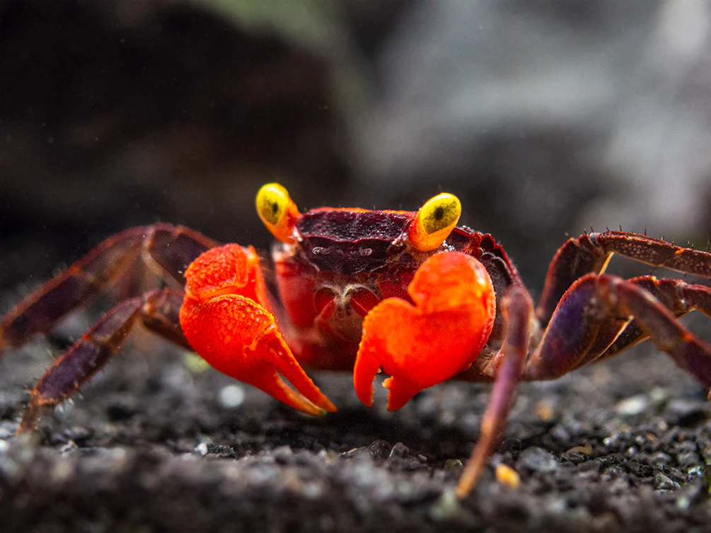 mengenal-devil-crab:-pesona-tersembunyi-sang-kepiting-misterius-yang-memikat-dunia