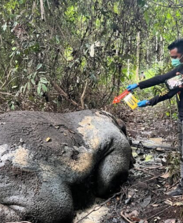 ketika-gajah-sumatera-tewas-lagi-dalam-konsesi-pt-rapp