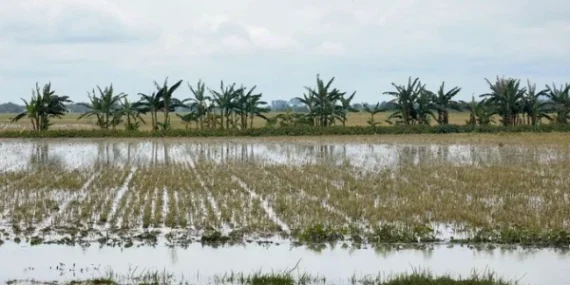 1.842-hektare-sawah-terendam-banjir,-petani-grobogan-bisa-ajukan-klaim-asuransi-gagal-panen