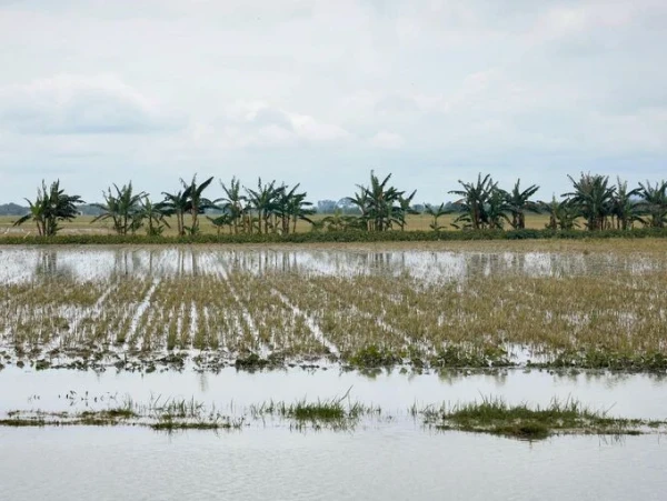 1.842-hektare-sawah-terendam-banjir,-petani-grobogan-bisa-ajukan-klaim-asuransi-gagal-panen