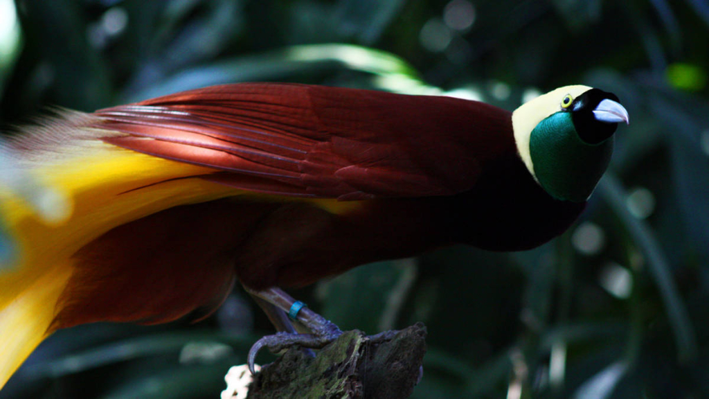 taksonomi-burung-surga:-keragaman-spesies-cendrawasih-sebagai-identitas-alami-tanah-papua