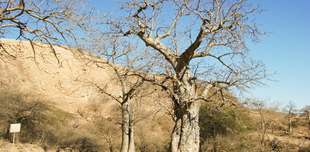 killer-beetles-in-the-baobabs:-researcher-warns-of-risk-to-african-trees