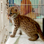 mewaspadai-perdagangan-kucing-kuwuk-di-sumatera-selatan