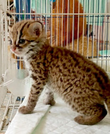 mewaspadai-perdagangan-kucing-kuwuk-di-sumatera-selatan