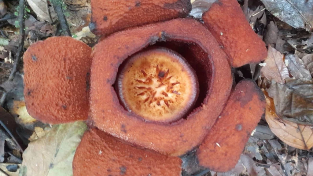 spesies-baru-rafflesia-ditemukan-di-kalimantan-timur,-namanya-rafflesia-harjatii