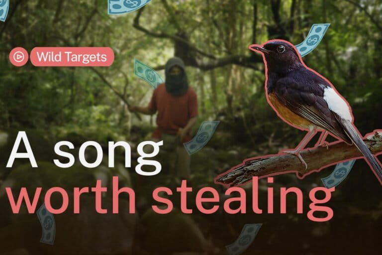 kontes-burung-kicau,-sunyikan-hutan-indonesia