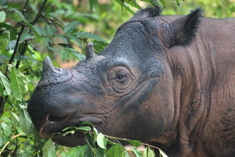 opini:-jaga-kawasan-ekosistem-leuser-=-jaga-ruang-fiskal-aceh-dan-sumut