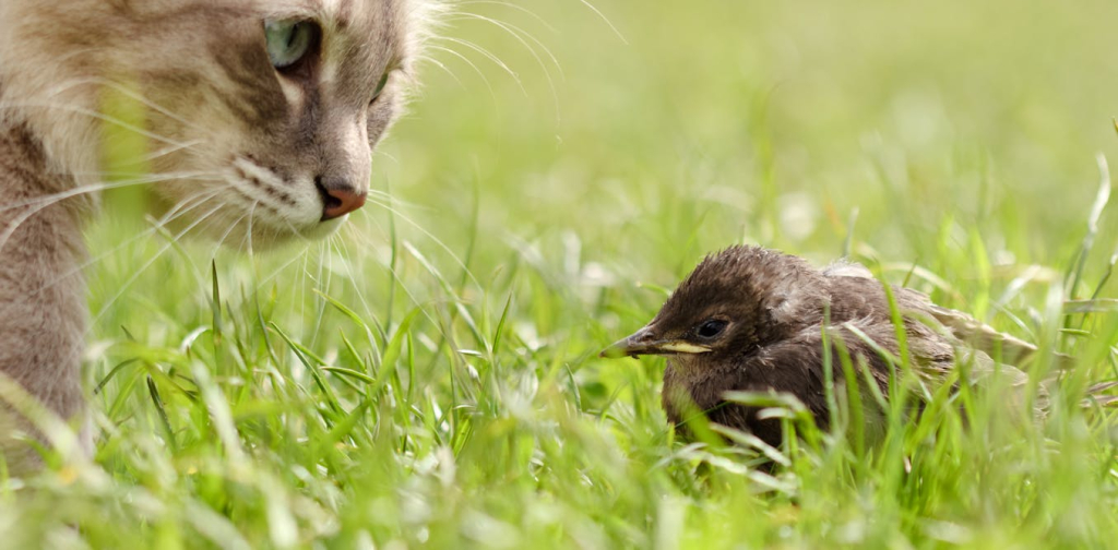 our-pets-are-devouring-biodiversity-–-but-a-few-changes-in-eu-law-could-make-all-the-difference