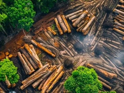 guru-besar-ugm:-deforestasi-tak-terkendali-picu-bencana-ekologis-berulang