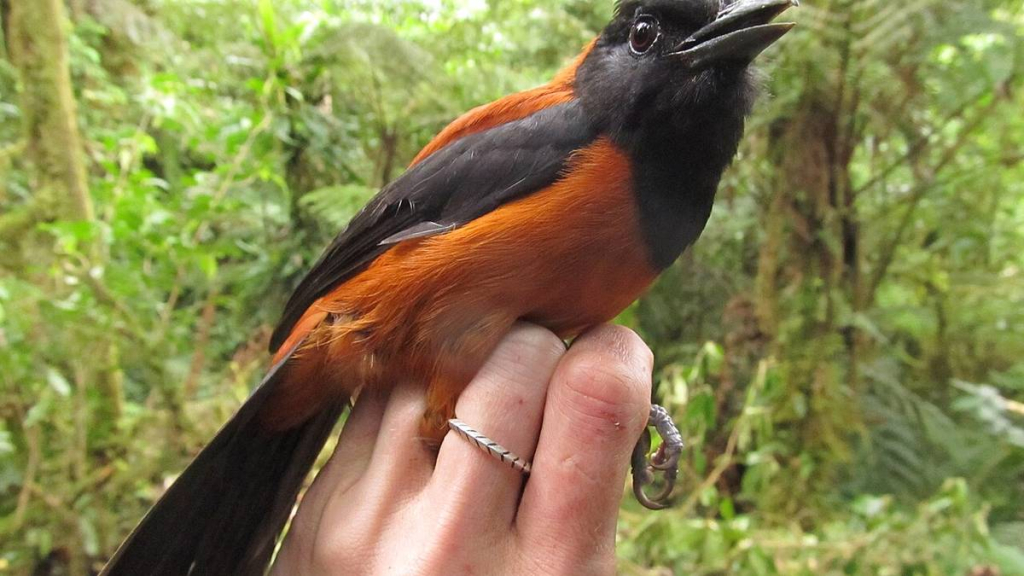 bukan-mitos,-burung-beracun-pertama-di-dunia-ternyata-menghuni-hutan-papua