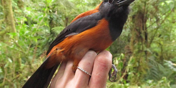 Bukan Mitos, Burung Beracun Pertama di Dunia Ternyata Menghuni Hutan Papua