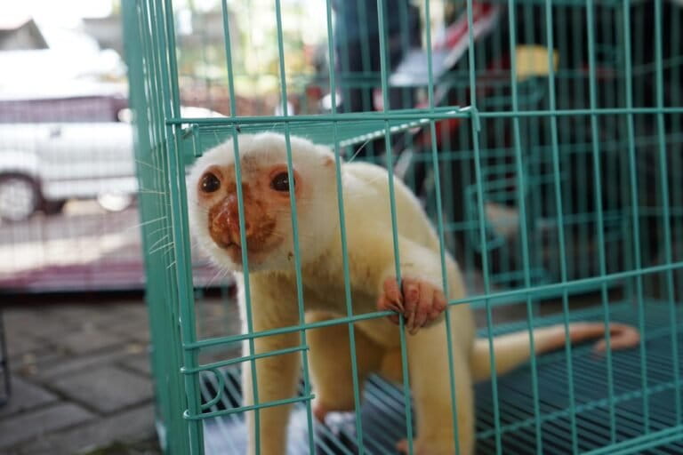 tim-gabungan-gagalkan-penyelundupan-ratusan-satwa-papua-ke-surabaya