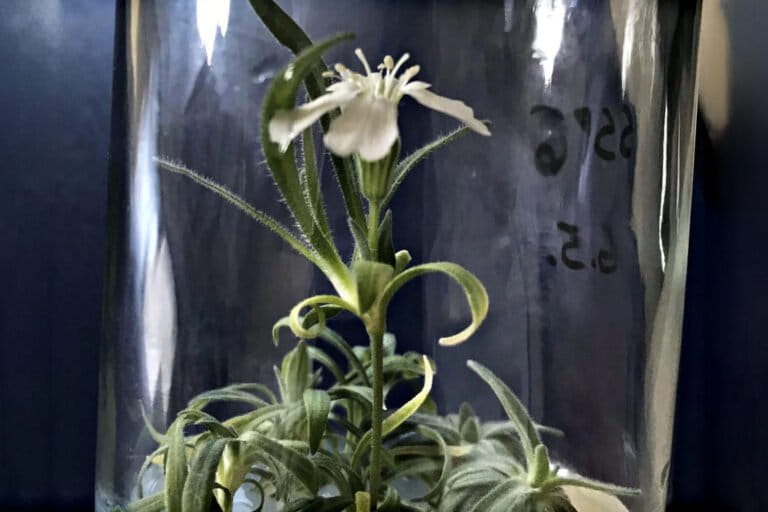 berkat-tupai,-ilmuwan-berhasil-hidupkan-kembali-tanaman-berusia-32.000-tahun