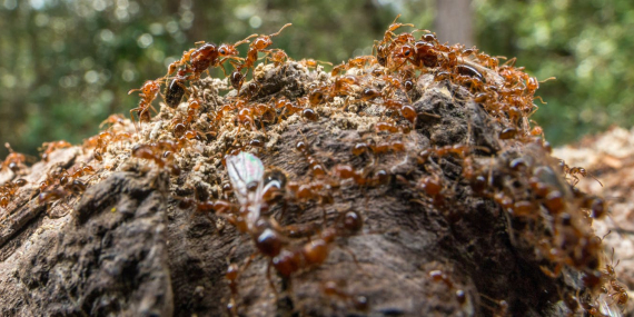 is-australia’s-scorched-earth-baiting-program-actually-paving-the-way-for-fire-ant-invasion?