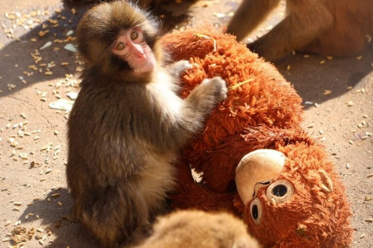 kisah-punch,-monyet-jepang-yang-jatuh-cinta-pada-boneka-orangutan