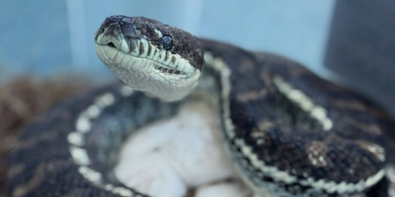 we-discovered-lethal-new-fungal-diseases-in-wild-australian-reptiles.-it’s-time-to-act-fast