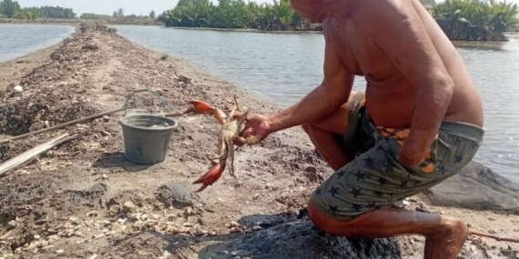 terdampak-industri-nikel,-panen-kepiting-konawe-terus-tergerus