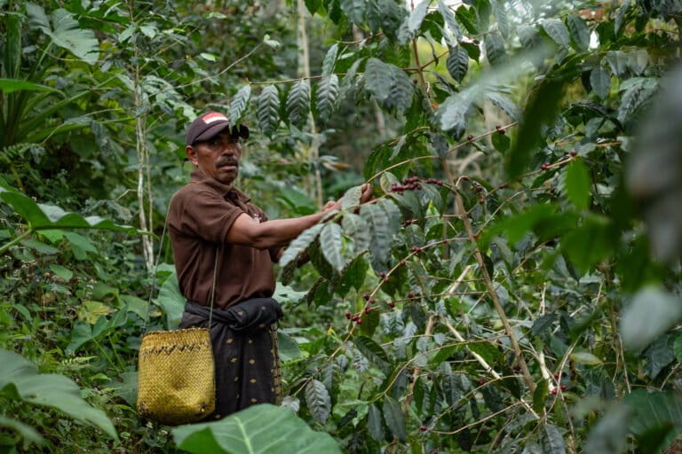 tidak-lagi-terbuang,-kulit-kopi-jadi-andalan-warga-tendambonggi
