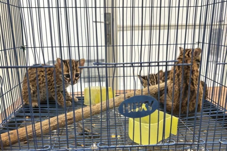 kucing-kuwuk-dan-paruh-bengkok-selamat-dari-perdagangan-ilegal-di-sumut