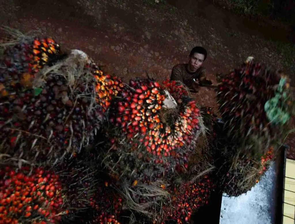 jaga-kepentingan-nasional,-indonesia -lanjutkan-sengketa-sawit-di-wto