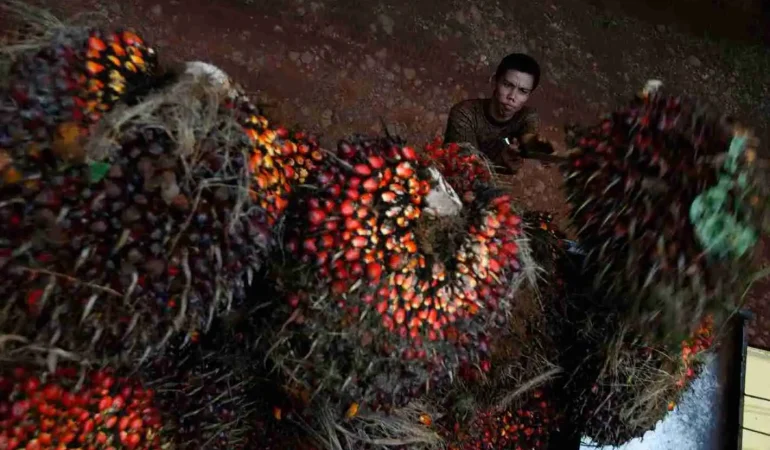 jaga-kepentingan-nasional,-indonesia -lanjutkan-sengketa-sawit-di-wto