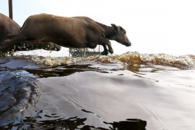 kerbau-rawa,-perenang-tangguh-dari-asia-tenggara