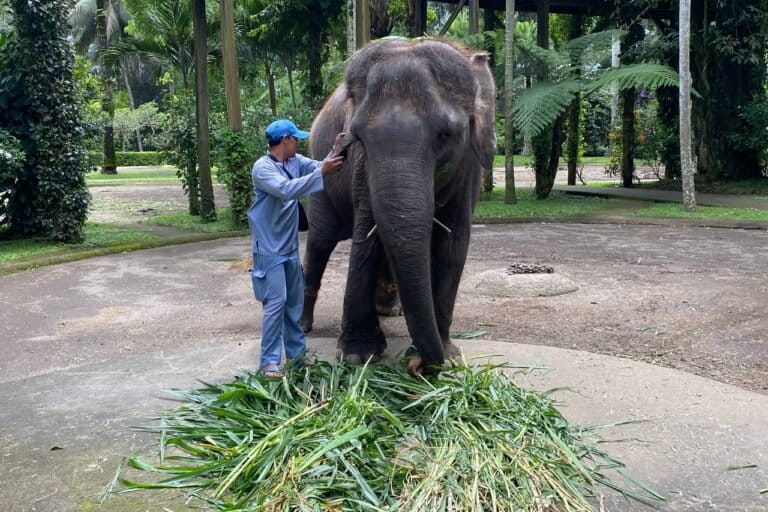 larangan-atraksi-gajah-tunggang-tuai-pro-kontra-di-bali 
