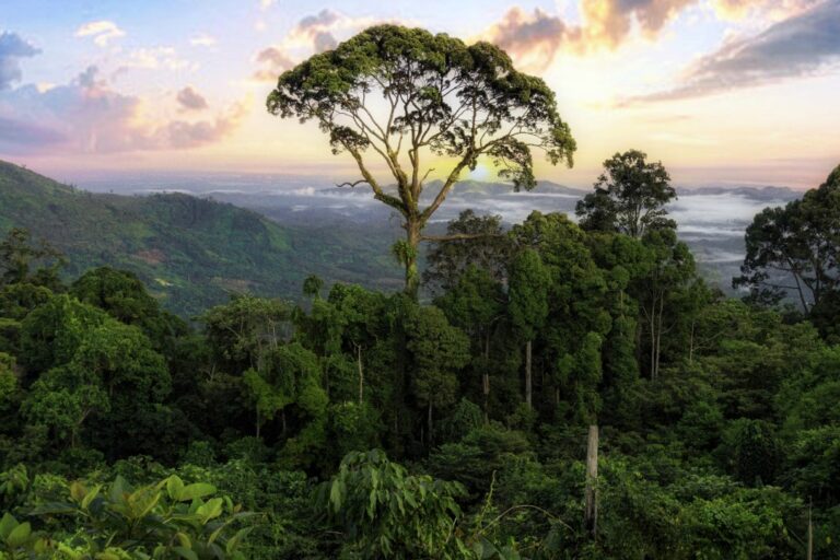 antropolog-soroti-wacana-hutan-meratus-jadi-taman-nasional