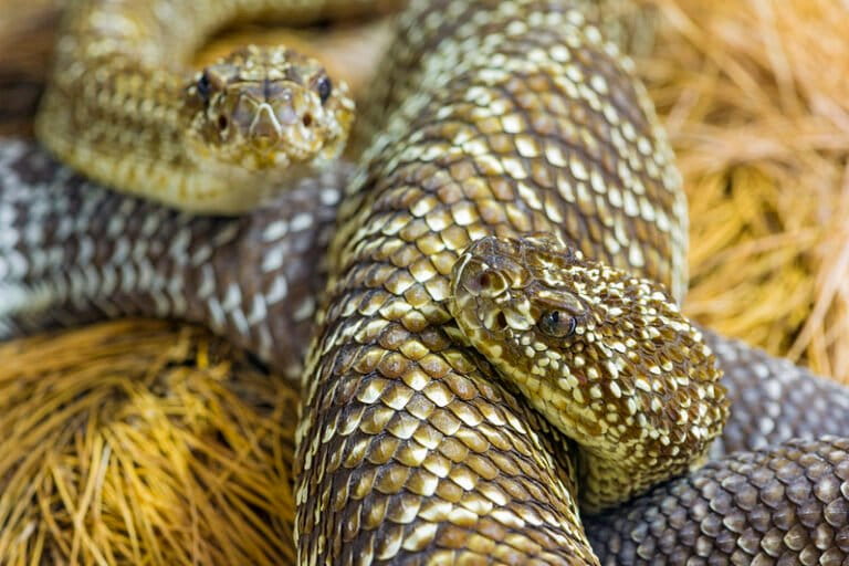 anomali-ular-kepala-dua:-mengapa-mereka-saling-berkelahi-satu-sama-lain?