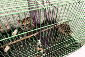menutup-celah-digital-perdagangan-kucing-kuwuk
