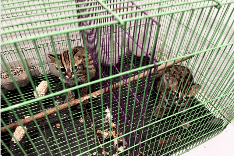 menutup-celah-digital-perdagangan-kucing-kuwuk