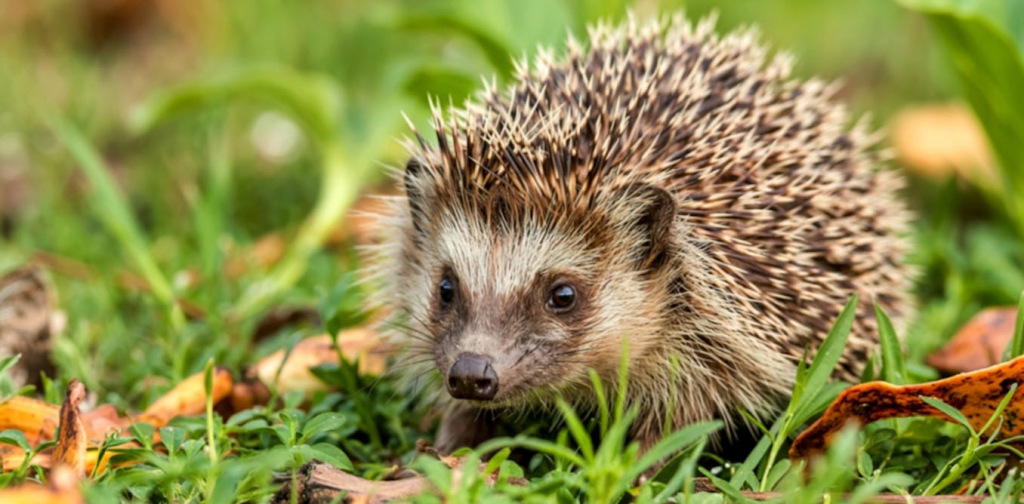 hedgehogs-can-hear-high-frequency-ultrasound-–-that-knowledge-could-help-save-them
