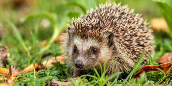hedgehogs-can-hear-high-frequency-ultrasound-–-that-knowledge-could-help-save-them