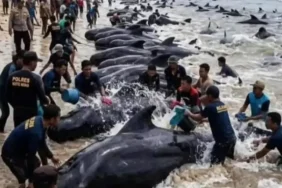 puluhan-paus-pilot-mati-terdampar-di-kupang