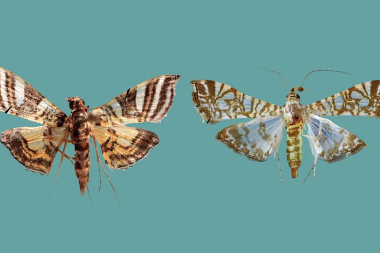 kejutan-dari-ngengat-spesies-baru-papua-dan-sulawesi