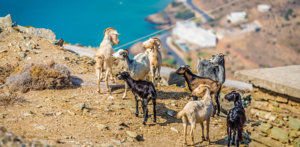 how-biological-invasions-are-silently-remodelling-ecosystems