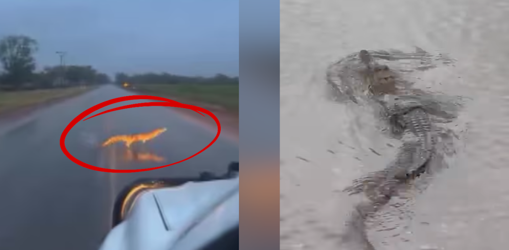 what-we-know-about-croc-numbers-in-the-nt-after-surge-in-floodwater-sightings