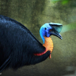 kode-rahasia-di-kepala-burung-kasuari