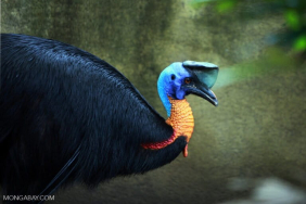 kode-rahasia-di-kepala-burung-kasuari