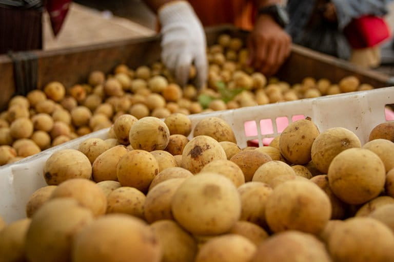 ancaman-el-nino-bagi-buah-lokal-sumatera-selatan