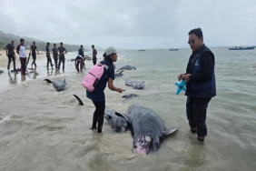 puluhan-paus-pilot-mati-terdampar-di-ntt