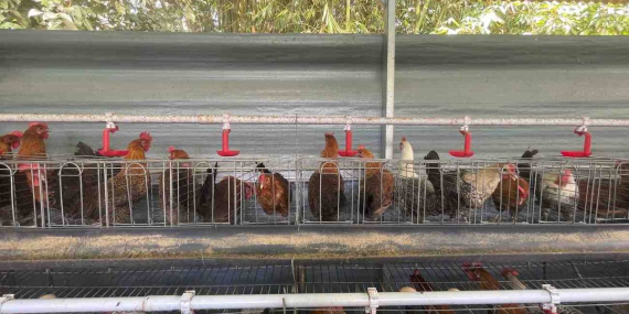 Mendongkrak Kesejahteraan Mustahik: Menengok Kandang Plasma Ayam Arab di Jantung Zona Madina