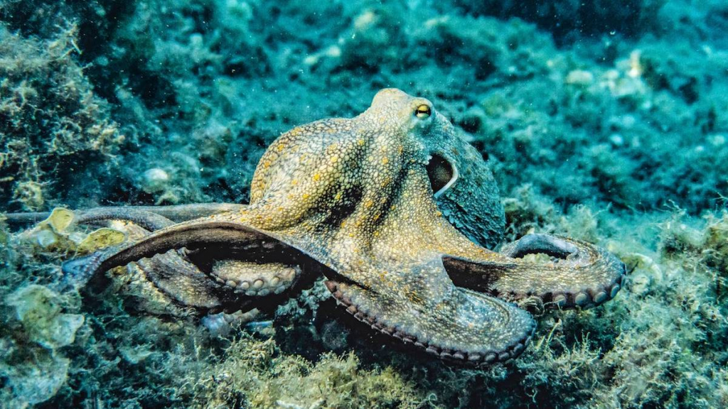 legenda-imbu-si-anak-gurita,-cerita-rakyat-dari-daerah-wakatobi-sulawesi-tenggara